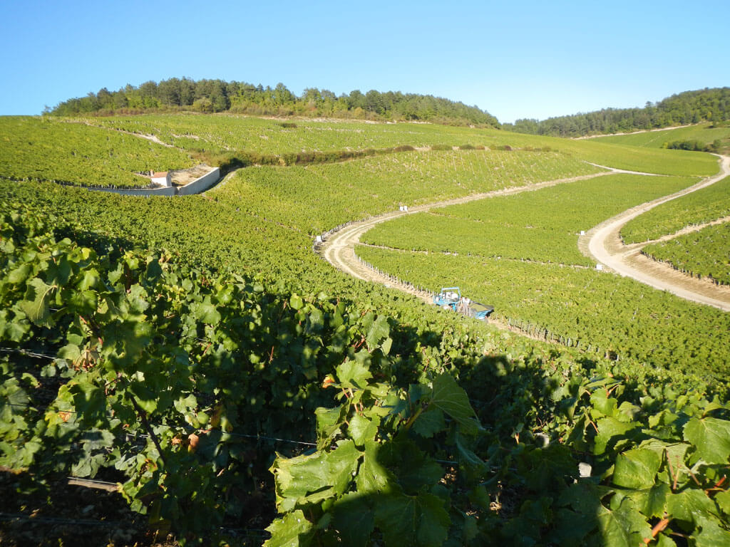 Domaine Edouard Vocoret