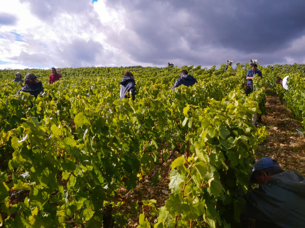Domaine Edouard Vocoret