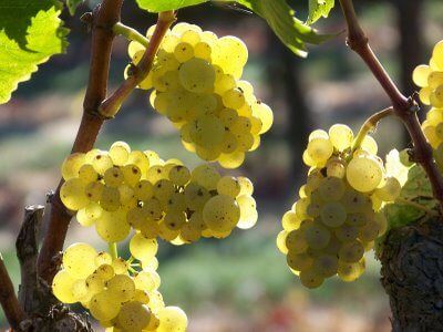 Domaine Edouard Vocoret