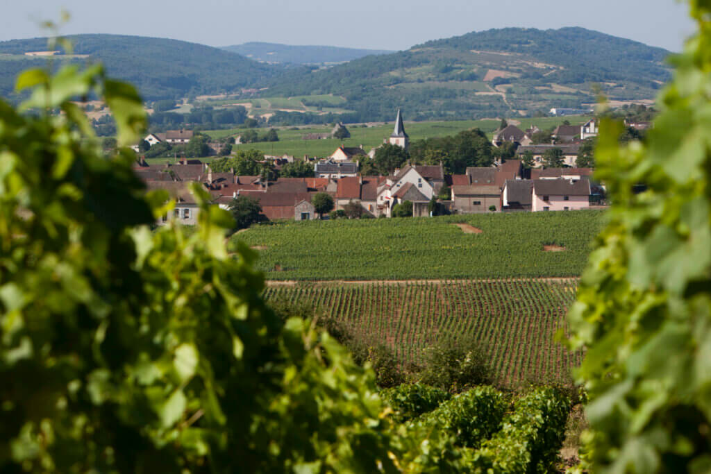 Domaine Guy Amiot et Fils