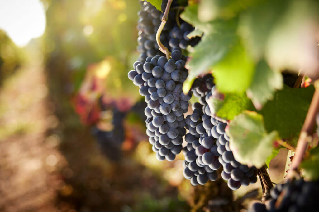 Domaine Guy Amiot et Fils