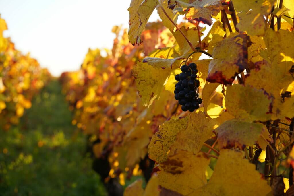 Domaine Rebourgeon-Mure